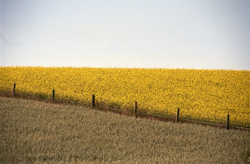 Crops near Oamaru, Otago, South Island