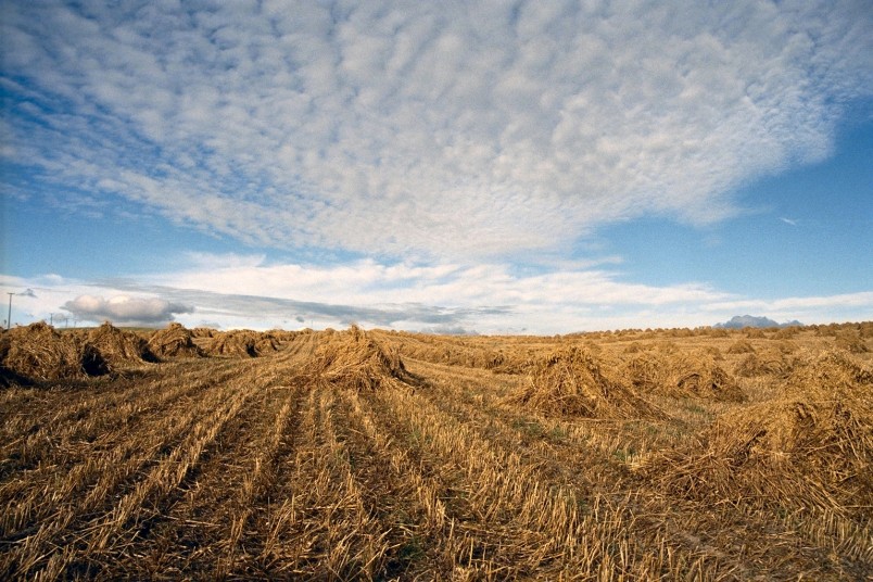 Crops near Balclutha, Otago, South Island