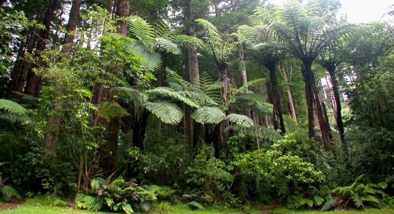 Forest, Taranaki, North Island
