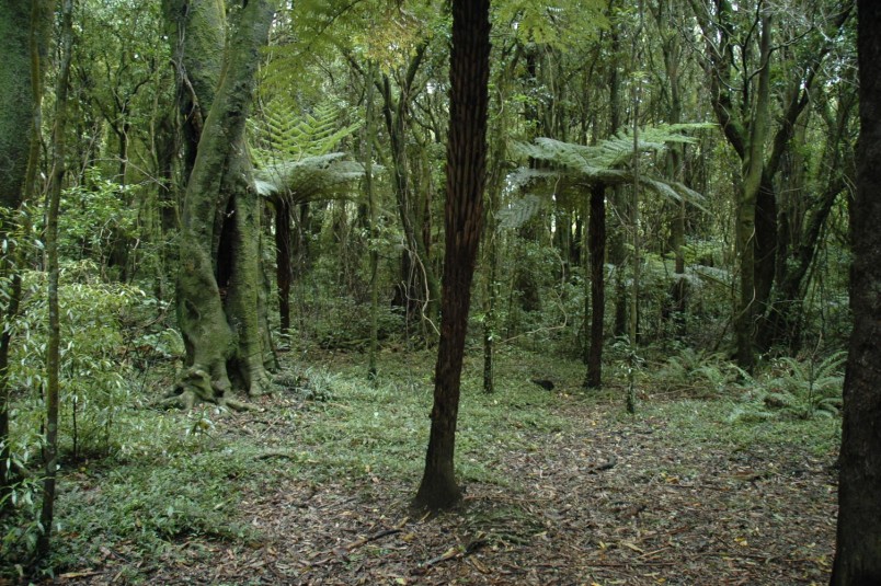 Bush, Manawatu-Wanganui district, North Island