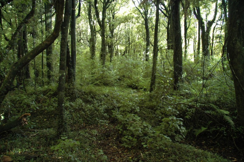 Bush, Manawatu-Wanganui, North Island