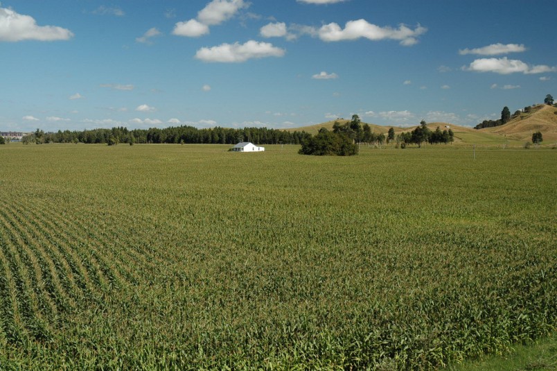 Corn crop, Auckland, North Island