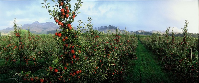 Orchard, Havelock North, North Island