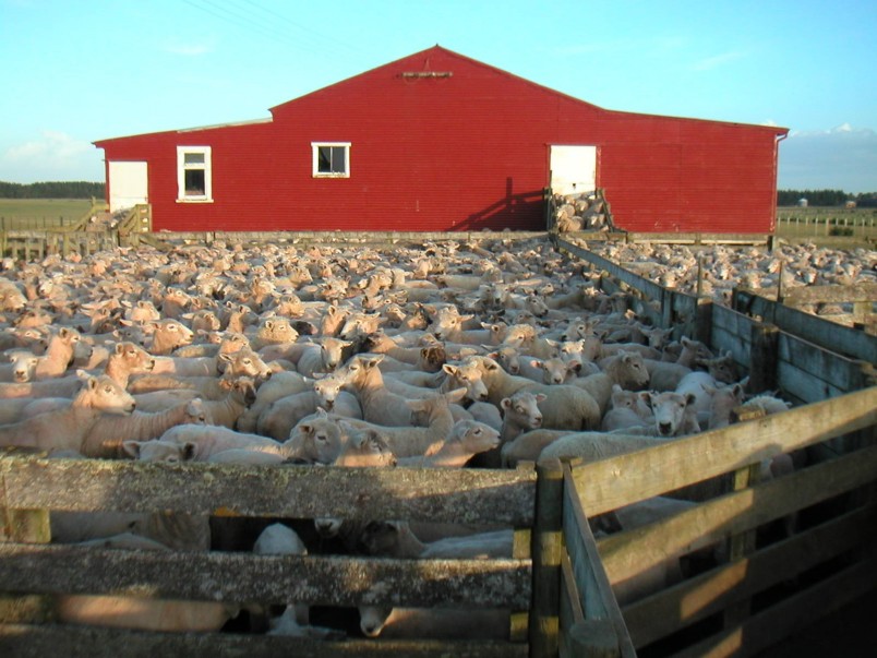 Red Woolshed Farm, Manawatu-Wanganui, North Island