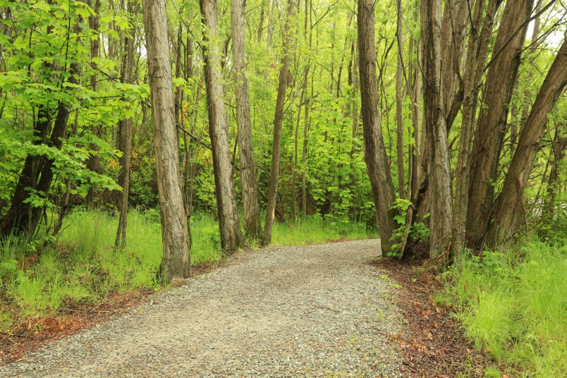 Walking track near Arrowtown, Otago, South Island