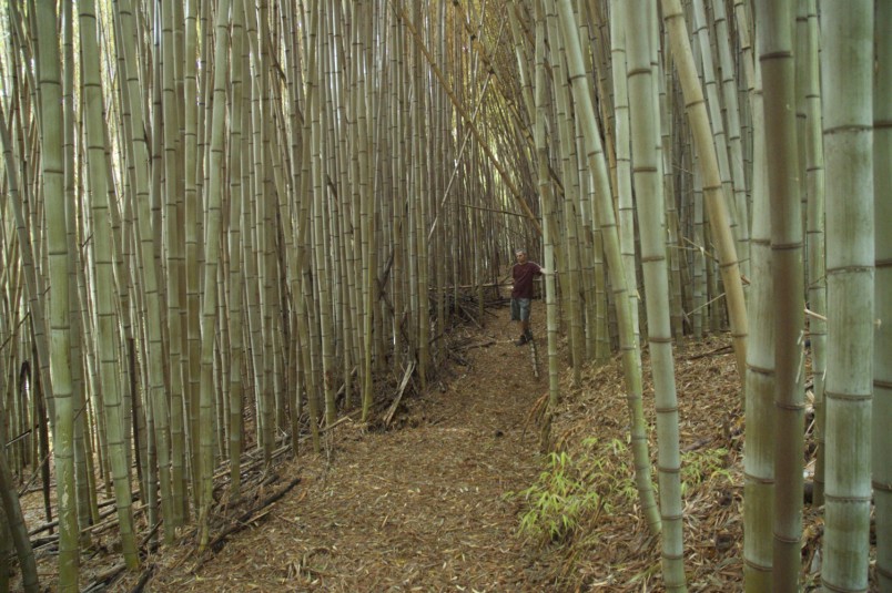 Bamboo Planation, Auckland, North Island