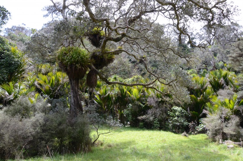 Near Lake Kawuaupaka, Bethells Beach, Auckland, North Island