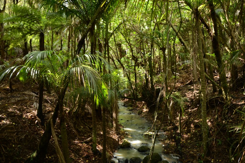 Wheelers farm, Bethells Beach, Auckland, North Island