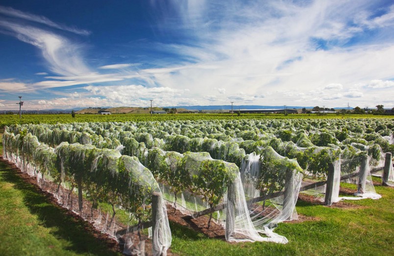 Southbank Vineyard, Hawke's Bay, North Island