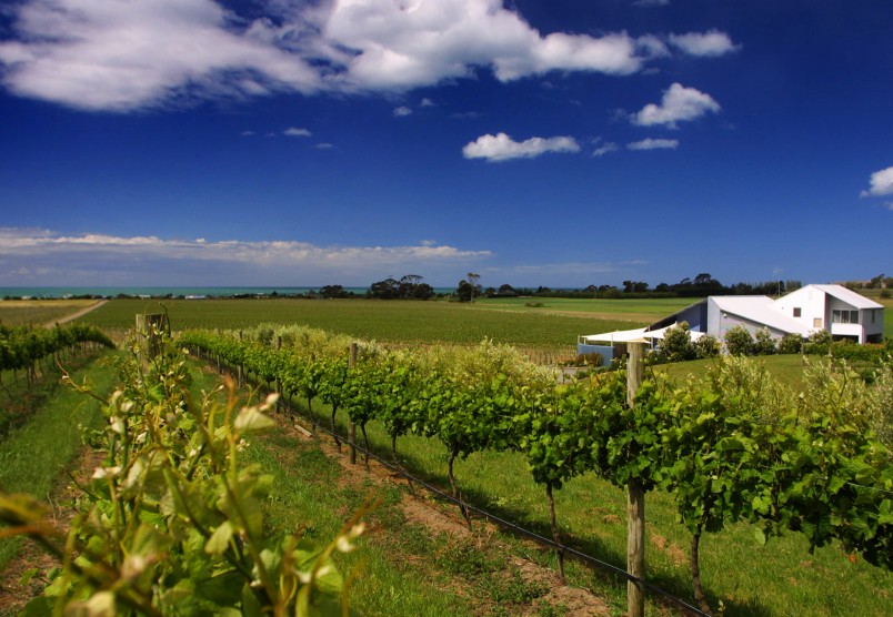 Haumoana vineyard, Hawke's Bay, North Island