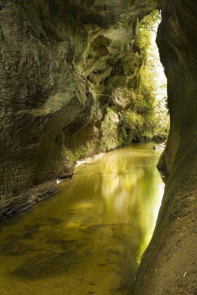 Mangapohue Limestone, Waitomo, North Island