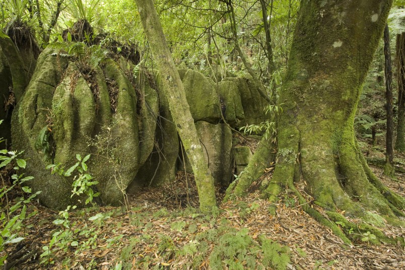 Mangapohue Limestone, Waitomo, North Island