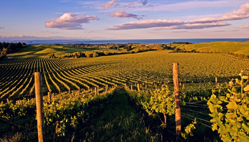 Haumoana vineyard, Hawke's Bay, North Island