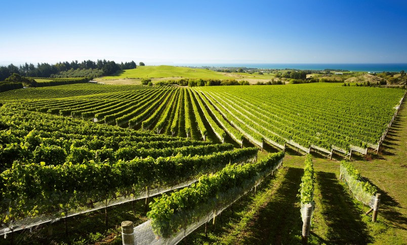 Haumoana vineyard, Hawke's Bay, North Island