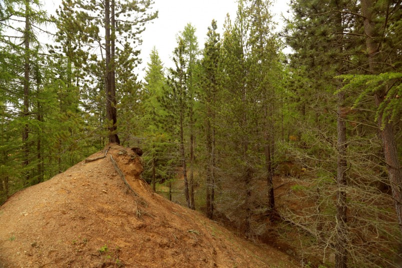 Naseby Forest, Otago, South Island