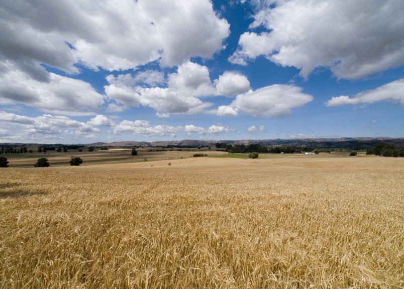 Crops near Martinborough, Wairarapa, North Island