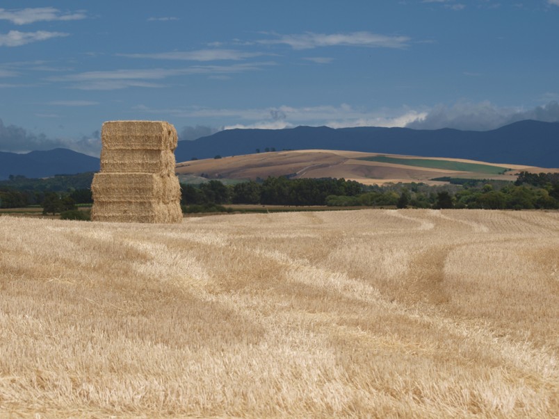Farmland near Martinborough, Wairarapa, North Island