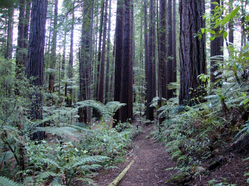 Redwood Forest, Rotorua, North Island