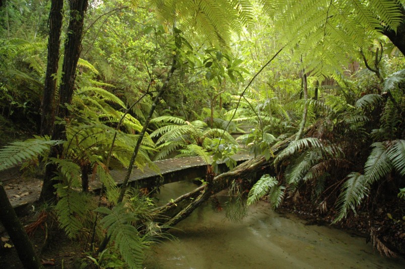 Bush near Lake Tarawera, Rotorua, North Island
