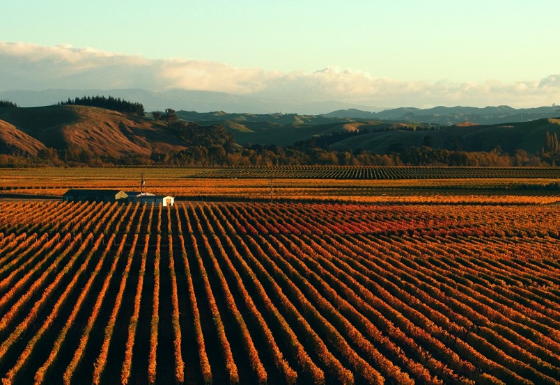 Trinity Hill Vineyard, Napier, North Island