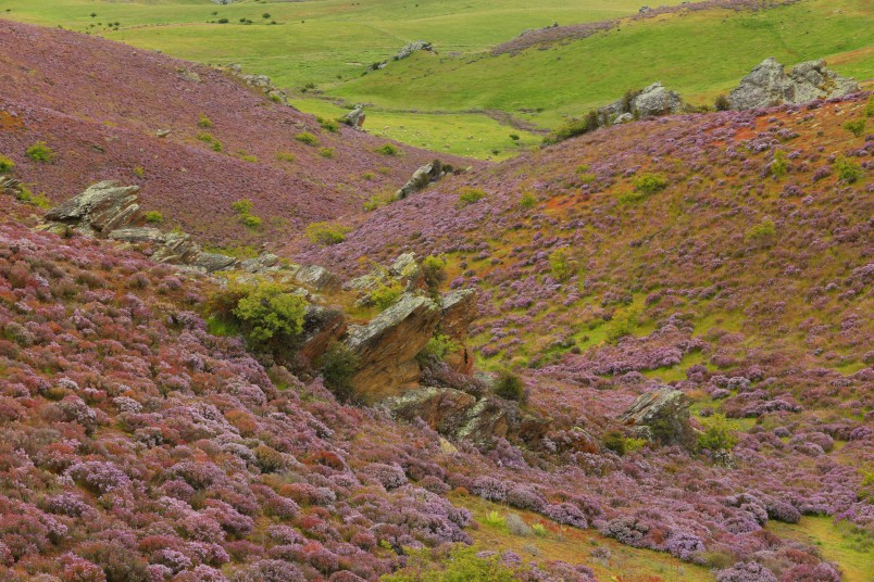 Wild thyme near Poolburn, Otago, South Island