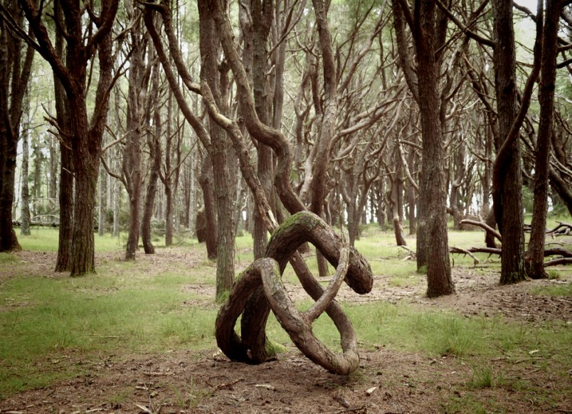 Conifer Grove, Auckland