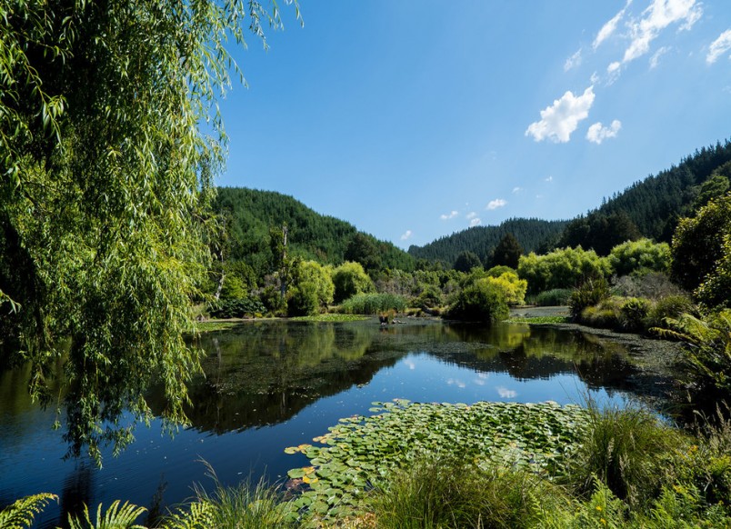 Titoki Ponds, Bay of Plenty