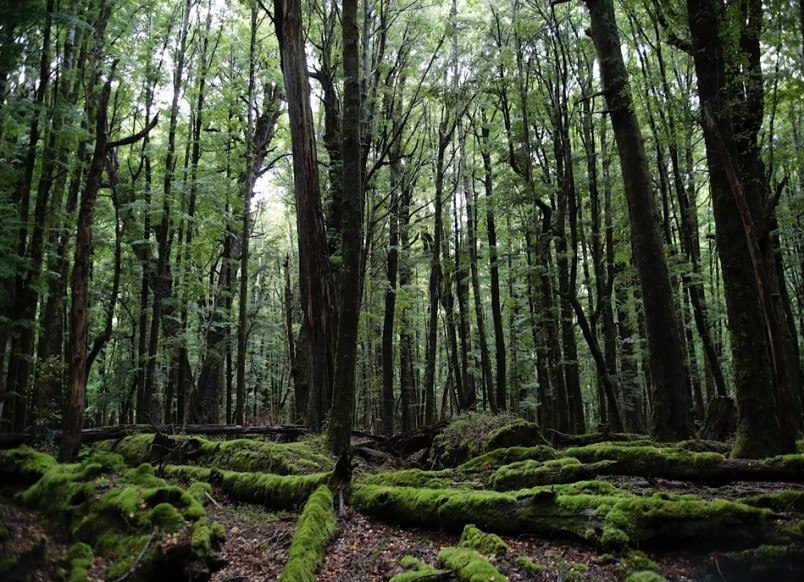 Glenorchy Beech Forest, Otago