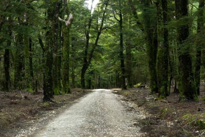 Canaan Downs, Abel Tasman National Park