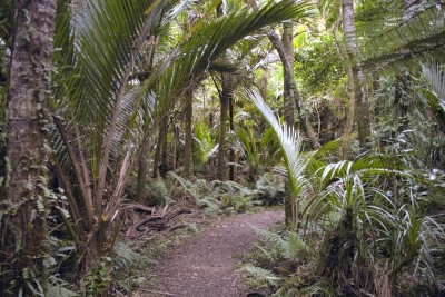 Nikau Grove near Karamea, West Coast, South Island