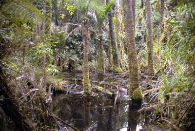 Swamp near Karamea, West Coast, South Island