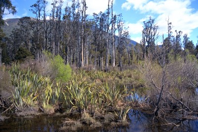Lake Kaniere, Hokitika, West Coast, South Island