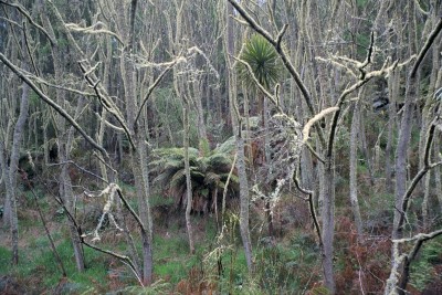Pureora Forest Park, Manawatu-Wanganui, North Island