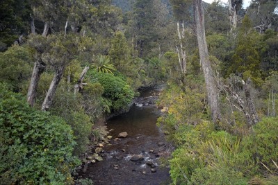 Bush, Nelson, South Island