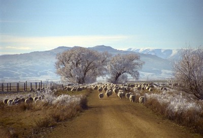 Farmland near Alexandra, Otago, South Island