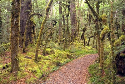 Forest near Te Anau, Southland, South Island