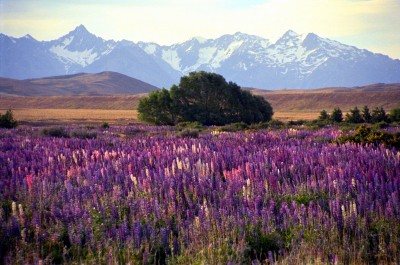 Tekapo, Canterbury, South Island