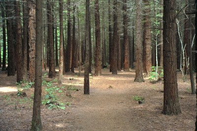 Redwood Forest, Rotorua, North Island
