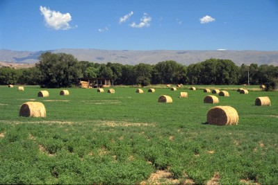 Farm near Alexandra, Otago, South Island