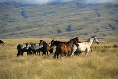 Horses near Roxburgh, Otago, South Island