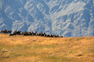 Deer Park Heights, Queenstown, South Island