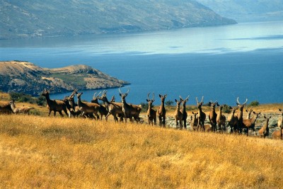 Deer Park Heights, Queenstown, South Island