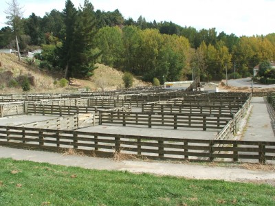 Taihape saleyards, Taihape, North Island