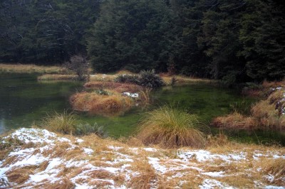 Swamp near Milford Sound, Southland, South Island