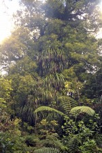 Waipoua Forest, Northland, North Island