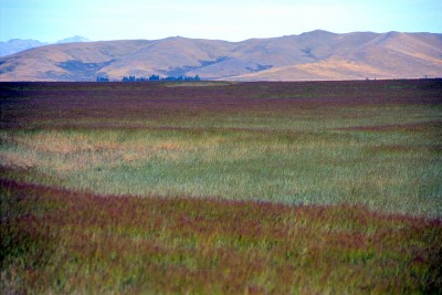 Tekapo, Canterbury, South Island