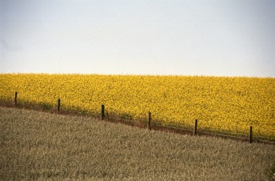 Crops near Oamaru, Otago, South Island