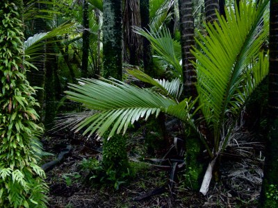 Bush, West Coast, South Island