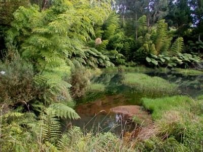 Bush pond, Taranaki, North Island