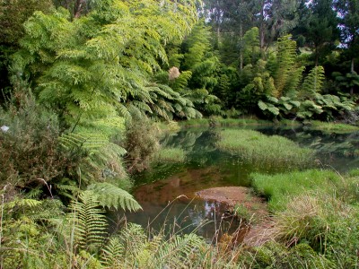 Bush pond, Taranaki, North Island